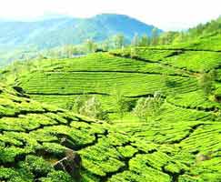 Idukki Honeymoon Tour Package